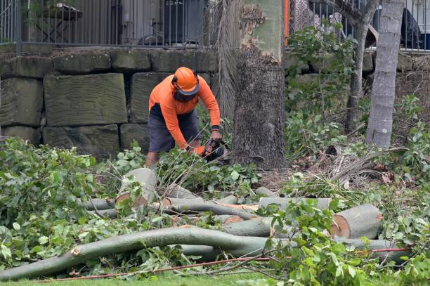 Emergency Storm Tree Removal